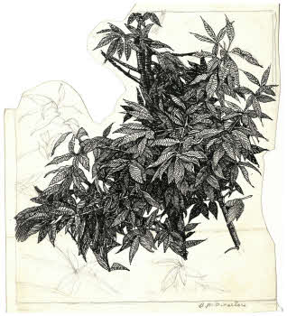 Visualizza l'immagine "FD D 2734 r."